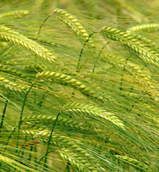 Why Barley is Not the Parameter for the start of the Year By Don Esposito