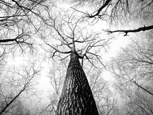 Tall Tree