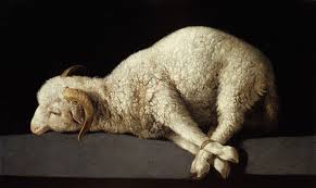 Lamb images