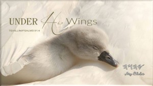 YHWH Wings